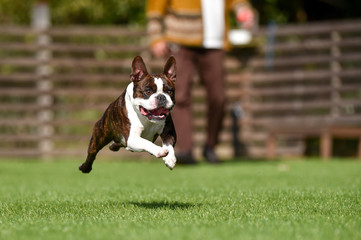 ボストンテリア