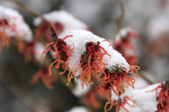 Red Flowers Of Hamamelis Vernalis Witch Hazel Covered In Snow Against Blurred Background