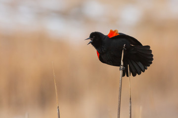 Red-winged blackbird calling