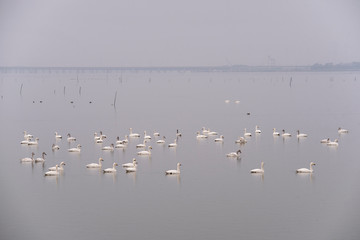Swan    bird
