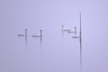Swan    bird