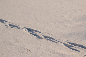 Animal footprints in the snow. Winter field. Wildlife concept.