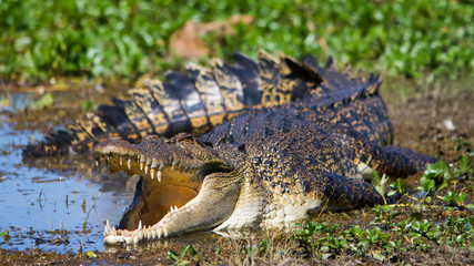 Australian Saltwater Crocodile