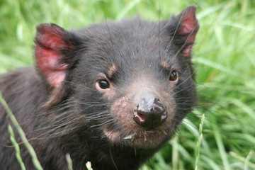 Tasmanian Devil 