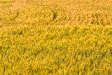 Yellow grain ready for harvest growing in a wheat field.