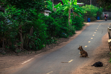The blurred background of dogs raised in rural houses, often playing on the streets during the day.