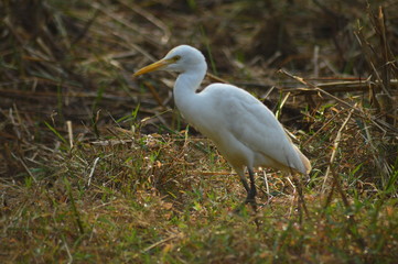 great blue heron