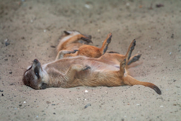 Alert meerkat Suricata suricatta standing on guard