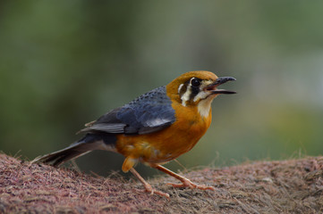 Beautiful Yellow Old world flycatchers 