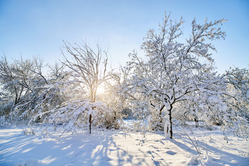Winter park in snow. Beautiful winter trees branches with a lot of snow. Snow covered trees with sunset.
