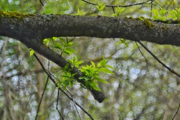 the trunk of the tree with fresh young leaves, beautiful bokeh