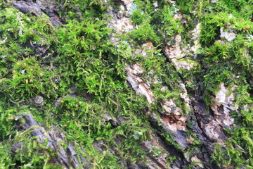 Obraz premium Tree bark. Green moss. Abstract background. Macro.