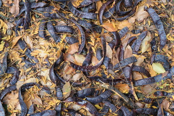 Seeds of acacia. Autumn leaves. Abstract background. Macro.