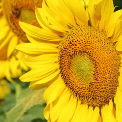 beautiful sunflower blossom blooming in natural garden