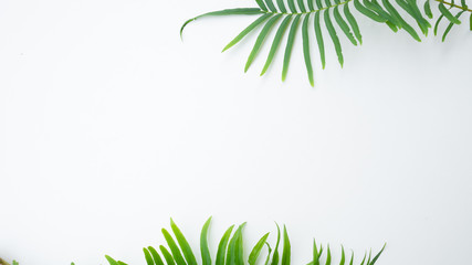 ferns isolated on white background, for copy-space