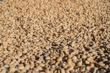 Coffee beans in the sun