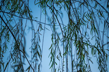 Plantas Largas