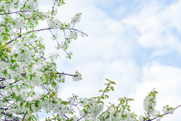 white cherry tree flowers bloom against the blue sky in spring