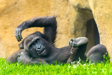 Young western lowland gorilla