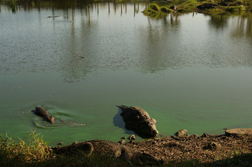 Cuban crocodile (Crocodylus rhombifer). Wild crocodile in water