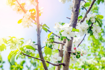 Apple blossom in spring. Spring flowers. Spring background. Blossom tree over nature bokeh background