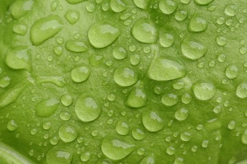 Green leaf macro in drops of water. Green  lettuce leaf with large drops after the rain. green leaf...