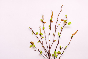Blooming young twigs on delicate pink background. Spring easter concept