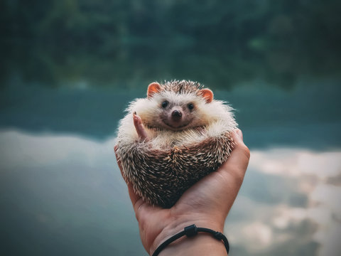 Hedgehog in the hand