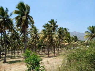 Fototapeta na wymiar amzing blue sky with coconut tree