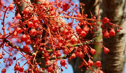 Close up of the red flowers of an Illawarra flame tree