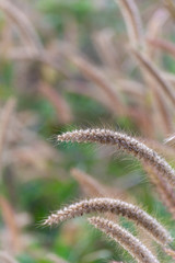 closeup of grassflowers