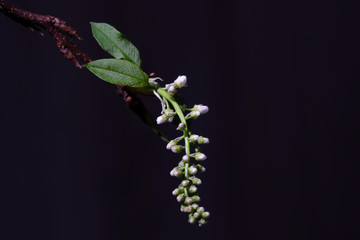 Close up view on spring branches with young little green leaves and buds. Selective focus