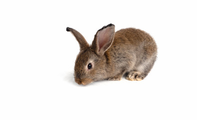 Cute brown baby rabbit sitting on a white background,isolated