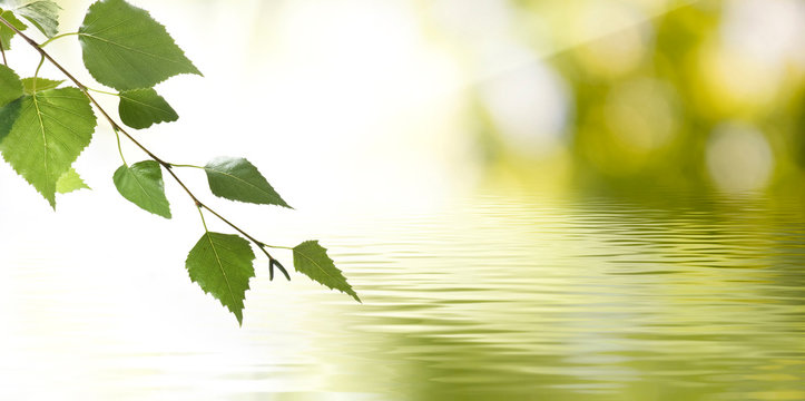 image of a tree branch above the water