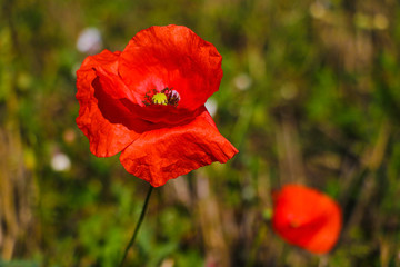 One red poppy and poppy-heads into the young cereals.