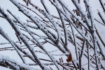 The branches of the bush are covered with snow frost. Abstract winter background. The branches are covered with hoarfrost, on a light background.