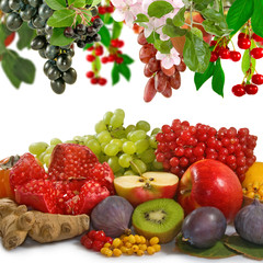 image of a lot of fruit close up