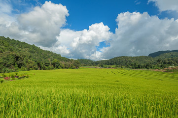 Fototapeta premium Sky Green Terraced Rice Field in Chiangmai, Thailand 