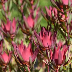 Obraz premium Close up of beautiful pink protea blossoms in sunlight