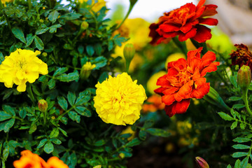 Blooming cultivar French marigold, Tagetes patula in the autumn garden.