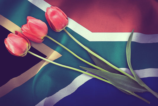 Vintage Image Of The Flag Of South Africa With Three Red Tulips.