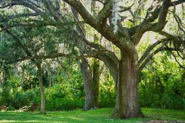Fototapeta premium Oak trees in a row picture background