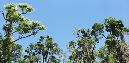 árvores e céu azul