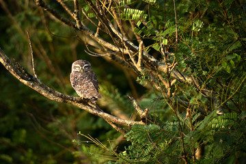 Incredibly beautiful Indian owl in the jungle near Fort Tiracol. India. Maharashtra