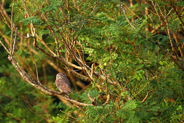 Incredibly beautiful Indian owl in the jungle near Fort Tiracol. India. Maharashtra
