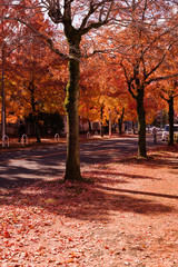 日の差す紅葉