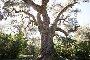 Fototapeta premium Big ass tree