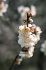 Spring plum blossom
