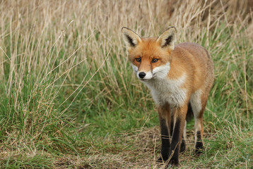 A magnificent wild Red Fox, Vulpes vulpes, hunting for food in a meadow.