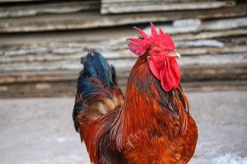 Beautiful male native rooster